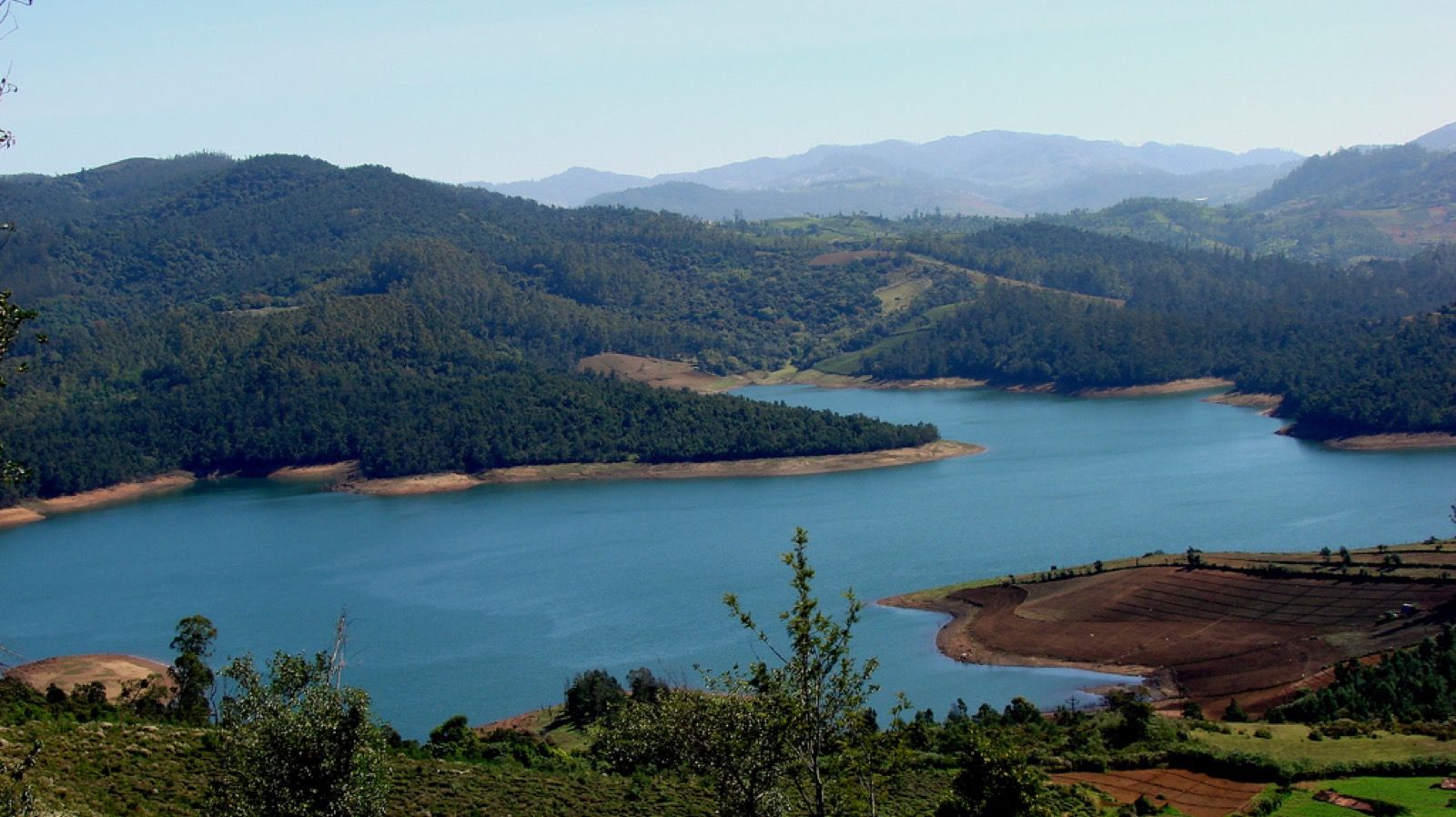 Tea plantations meeting the water at Emerald Dam