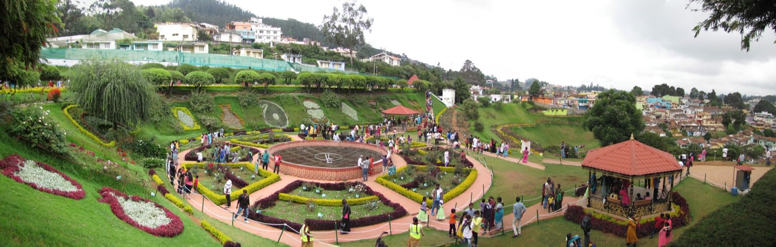 Rows of roses on the terraces of the Ooty Rose Garden